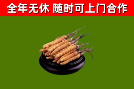 四平回收冬虫夏草