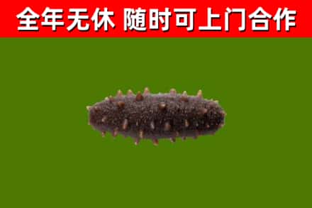四平回收海参干